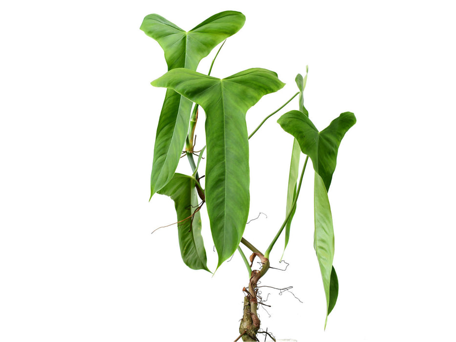 Philodendron balaoanum