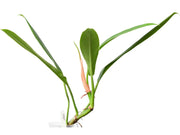 philodendron bannoniae Philodendron bannoniae