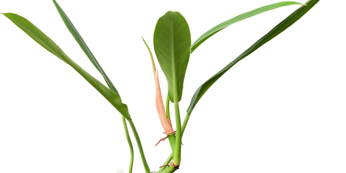 philodendron bannoniae Philodendron bannoniae