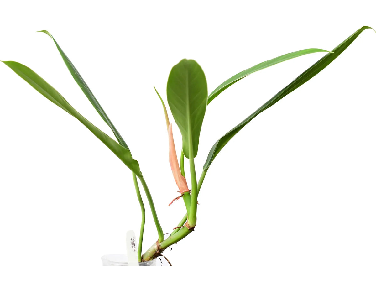 lacerum philodendron Philodendron lacerum aff