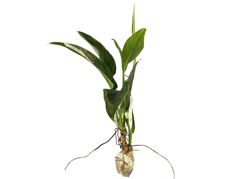 Philodendron bannoniae