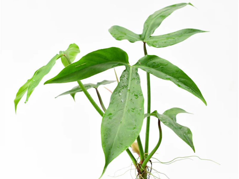 philodendron barrosoanum 5 Philodendron barrosoanum 5 — Ecuagenera Orquídeas del Ecuador