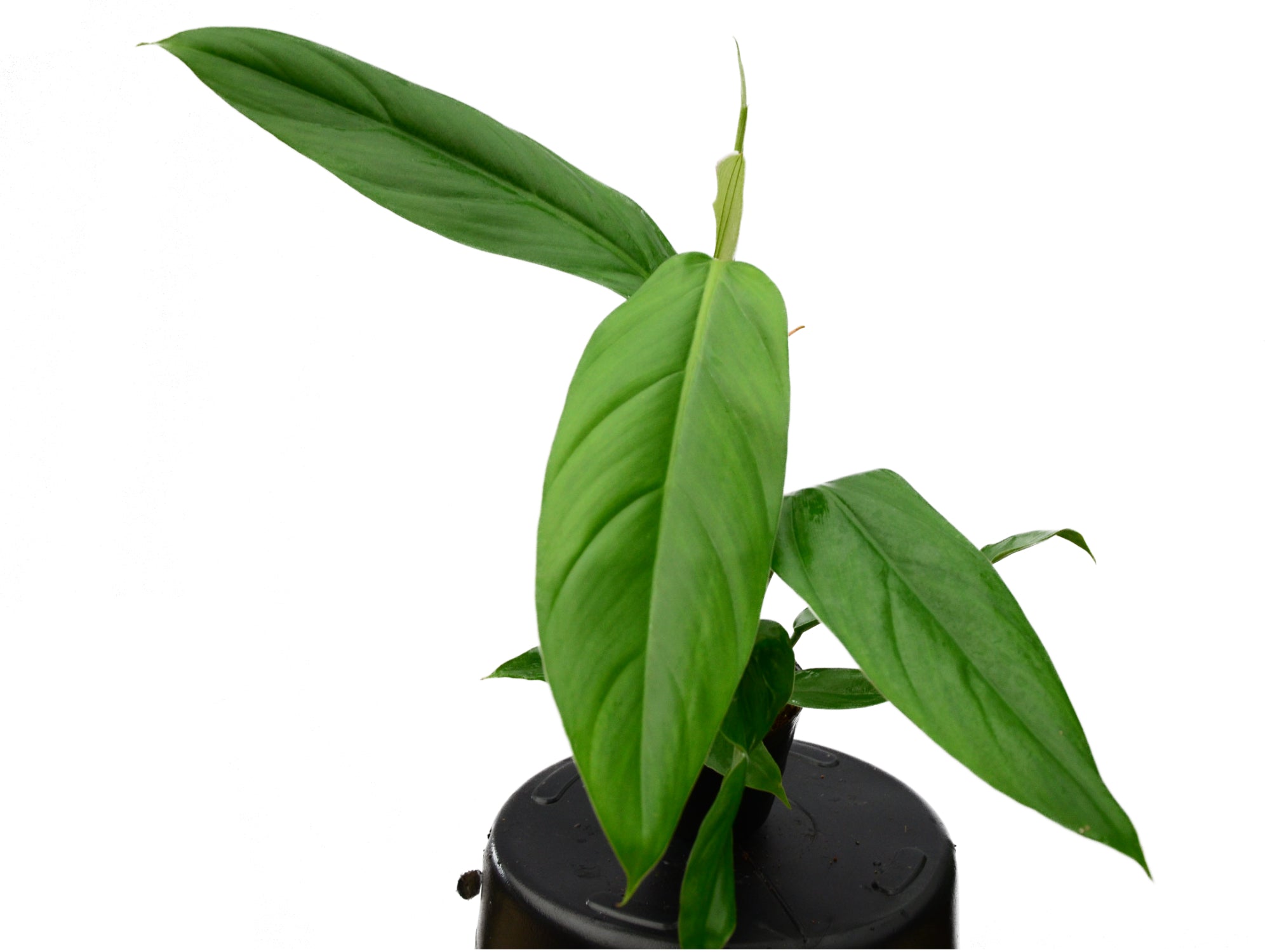 philodendron baudoese Philodendron baudoense Amazonas