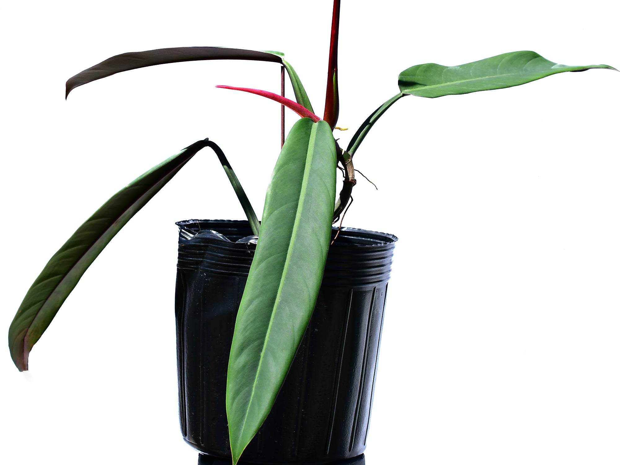 bicolor philodendron Philodendron bicolor