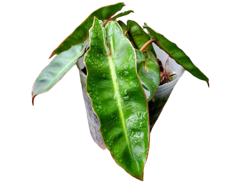 anthurium billietiae Philodendron billietiae