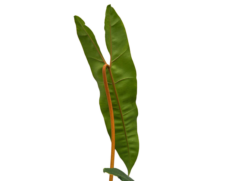 Philodendron billietiae