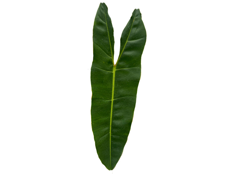 Philodendron billietiae
