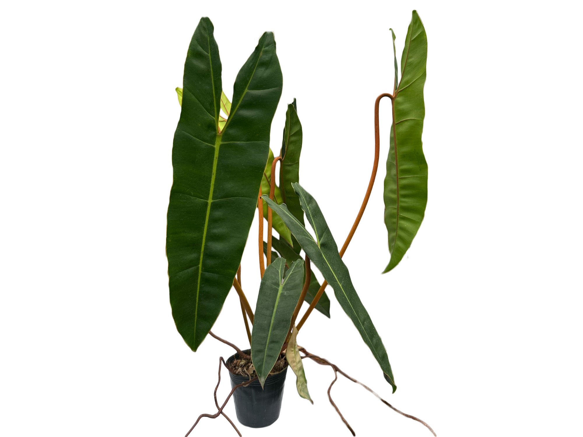 Philodendron billietiae — Ecuagenera Orquídeas del Ecuador