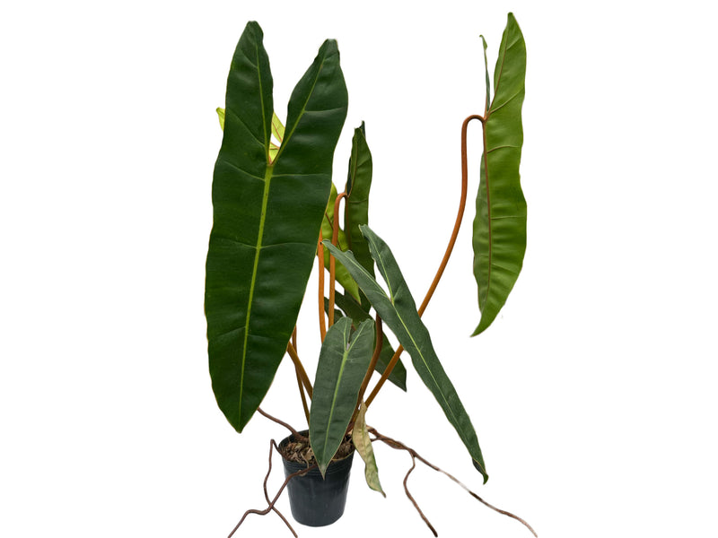 philodendron billietiae orange stem Philodendron billietiae