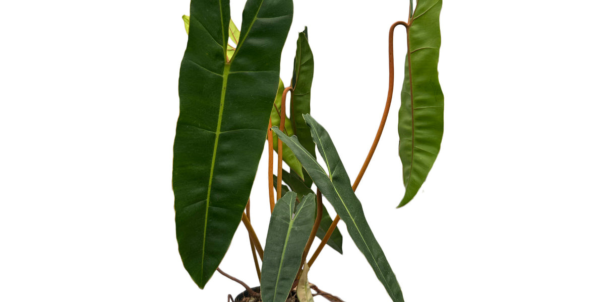 philodendron billete Philodendron billietiae — Ecuagenera Orquídeas del Ecuador
