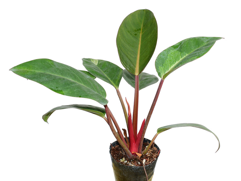 Philodendron bipinnatifidum birkin pink