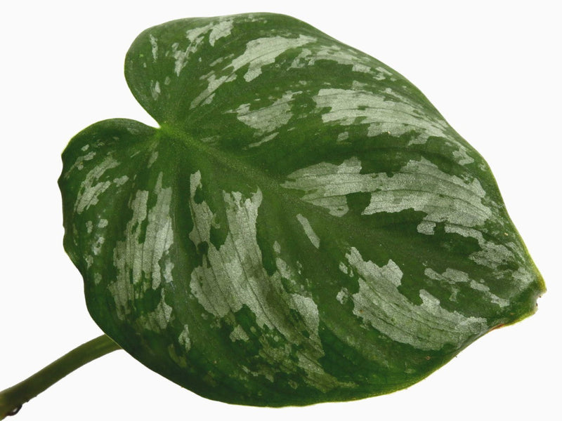 philodendron brandtianum mature Philodendron brandtianum — Ecuagenera Orquídeas del Ecuador