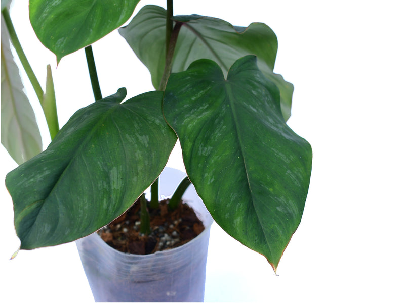 philodendron brandtianum canada Philodendron brandtianum narrow