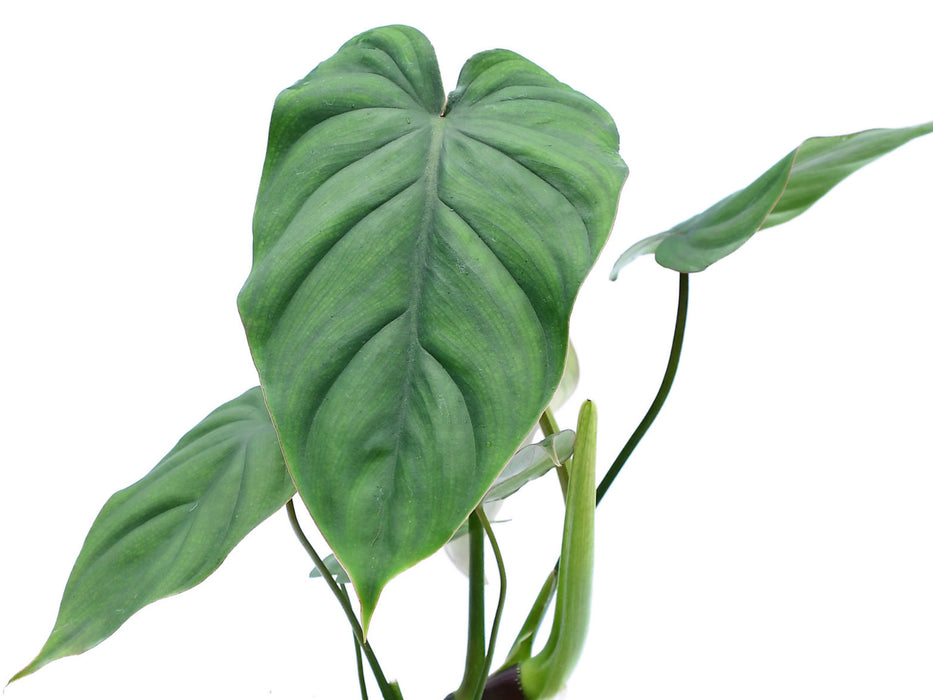 Philodendron brandtianum narrow