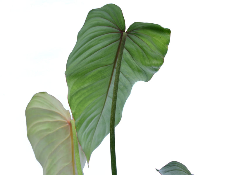 philodendron hybrid narrow Philodendron brandtianum narrow