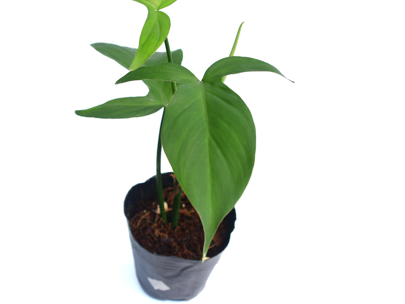philodendron camposportoanum kaufen Philodendron camposportoanum