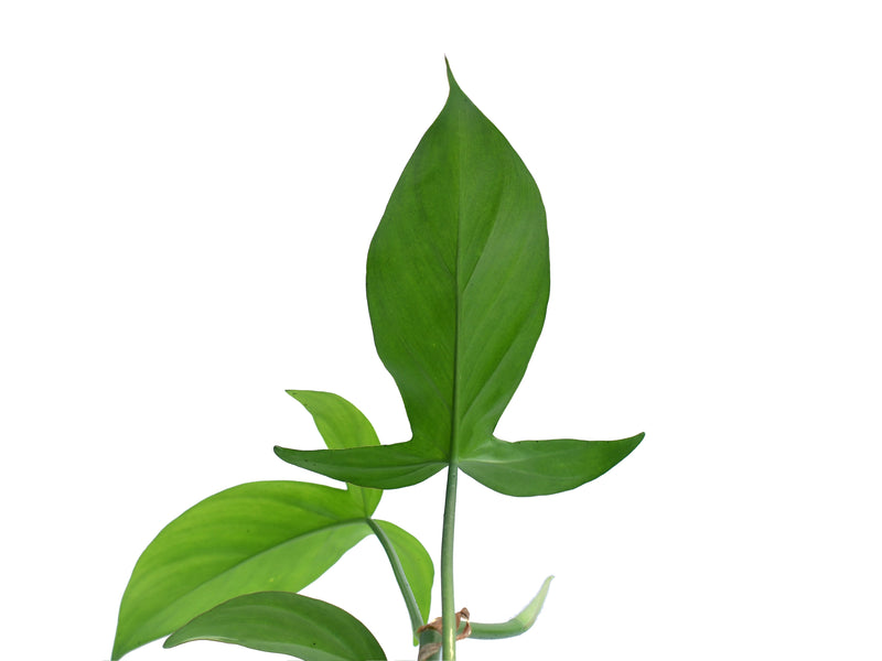 philodendron camposportoanum australia Philodendron camposportoanum