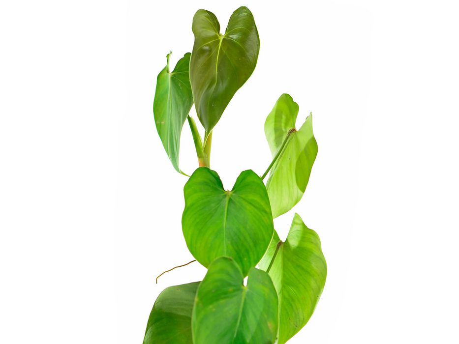 Philodendron cf. malesevichiae