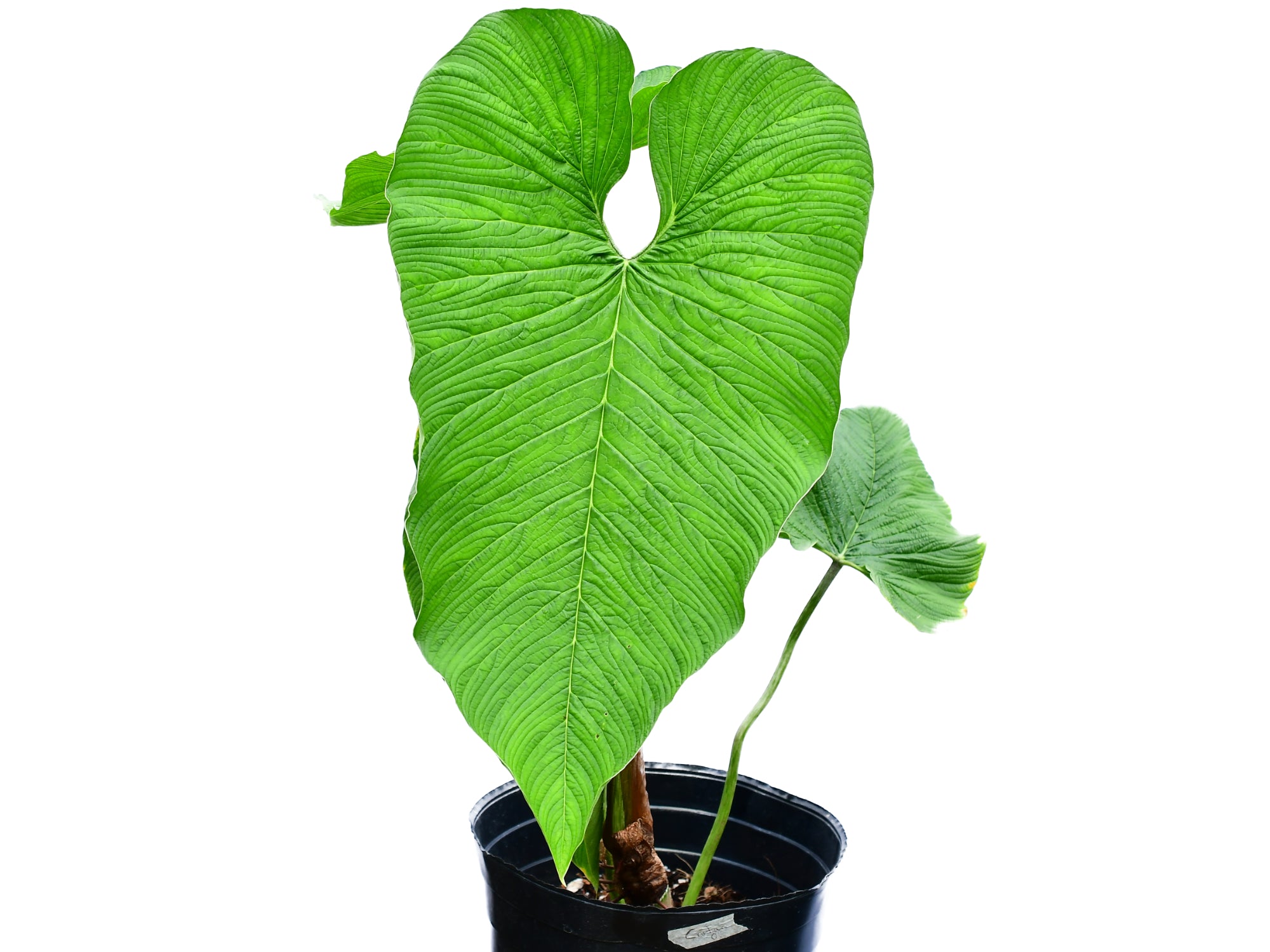 philodendron corrugatum Philodendron corrugatum