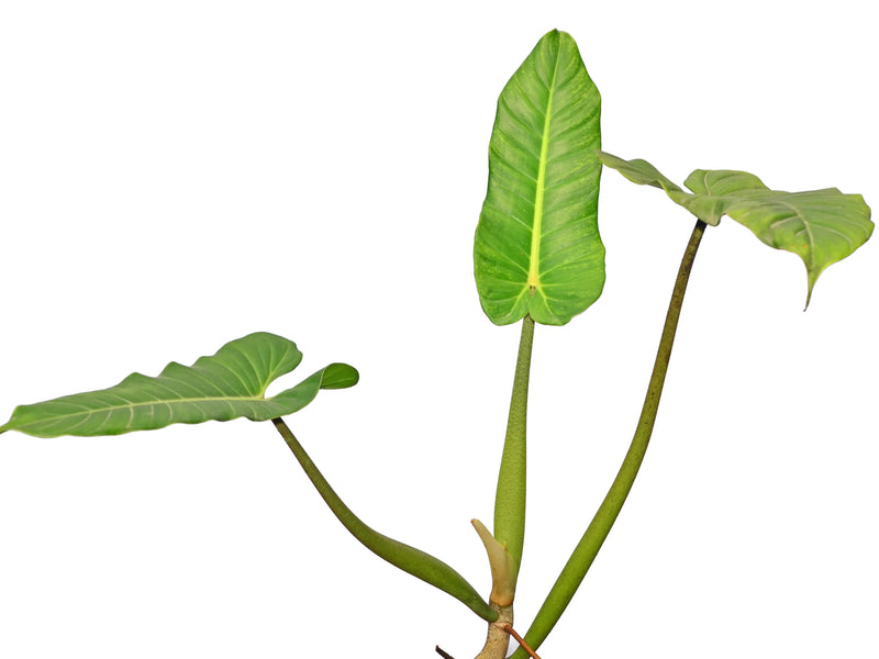philodendron deflexum care Philodendron deflexum