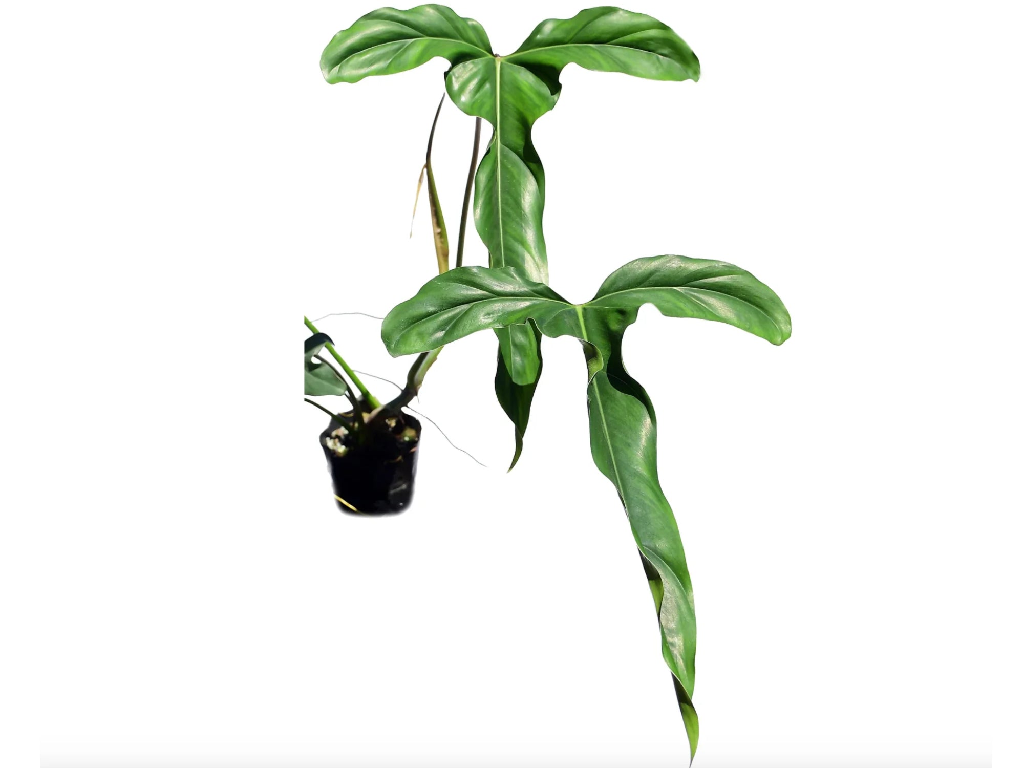 syngonium pink plant Rare! Syngonium Pink Lava Green Variegated live 4” potted plant house main image 0
