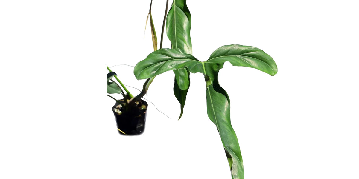 dünger philodendron Philodendron delinksii — Ecuagenera Orquídeas del Ecuador
