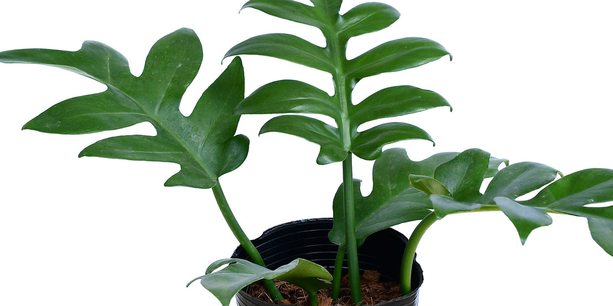 Philodendron_distantilobum_120