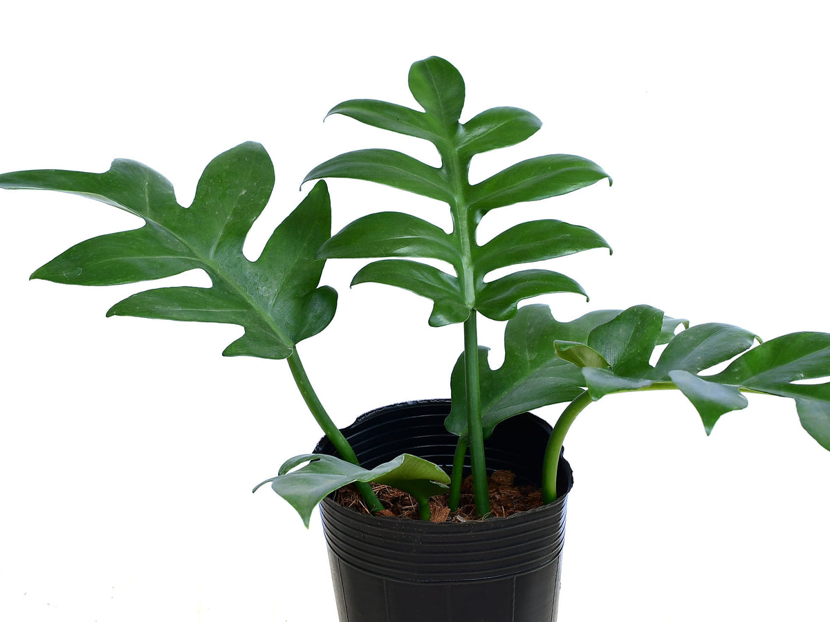 Philodendron_distantilobum_120