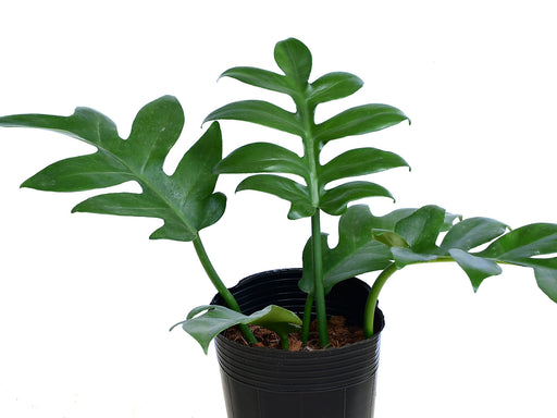 philodendron expandilobum Philodendron distantilobum – Rare Pinnatilobed Araceae Species — Ecuagenera Orquídeas del Ecuador