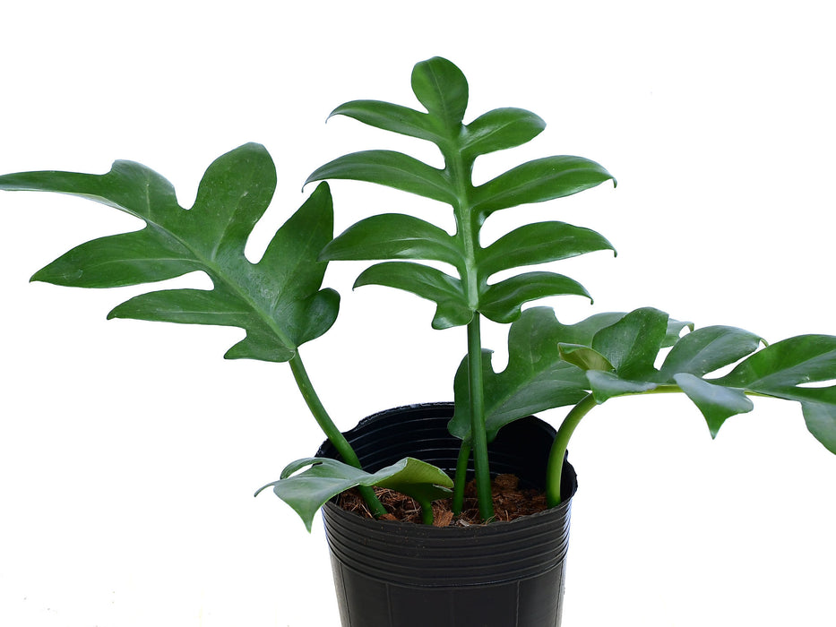 Philodendron distantilobum