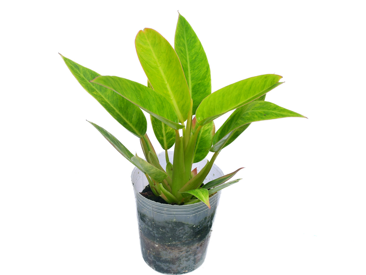 philodendron white king Philodendron Emerald King 4