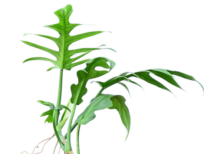 philodendron elegans juvenile Philodendron elegans