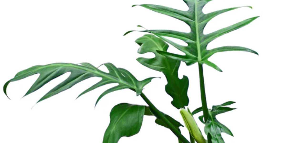 Philodendron elegans