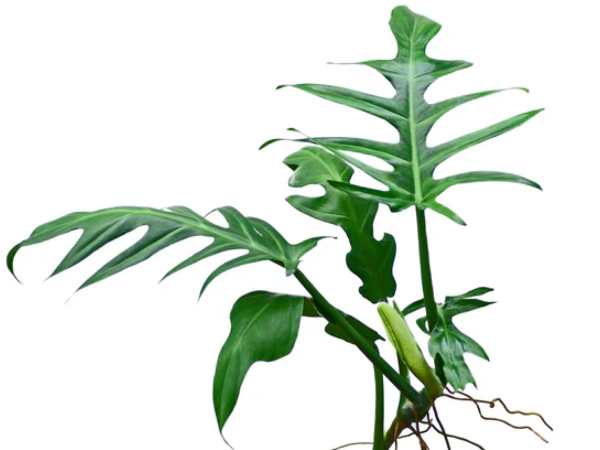 elegans philodendron Philodendron elegans