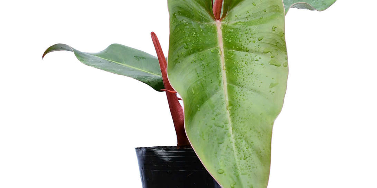 philodendron erubescens nombre común Philodendron erubescens — Ecuagenera Orquídeas del Ecuador