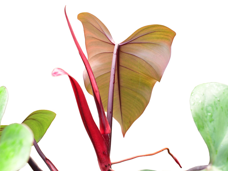 Philodendron erubescens 'Shake'