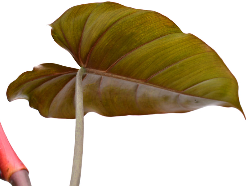 philodendron erubescens burgundy Philodendron erubescens chocolate — Ecuagenera Orquídeas del Ecuador
