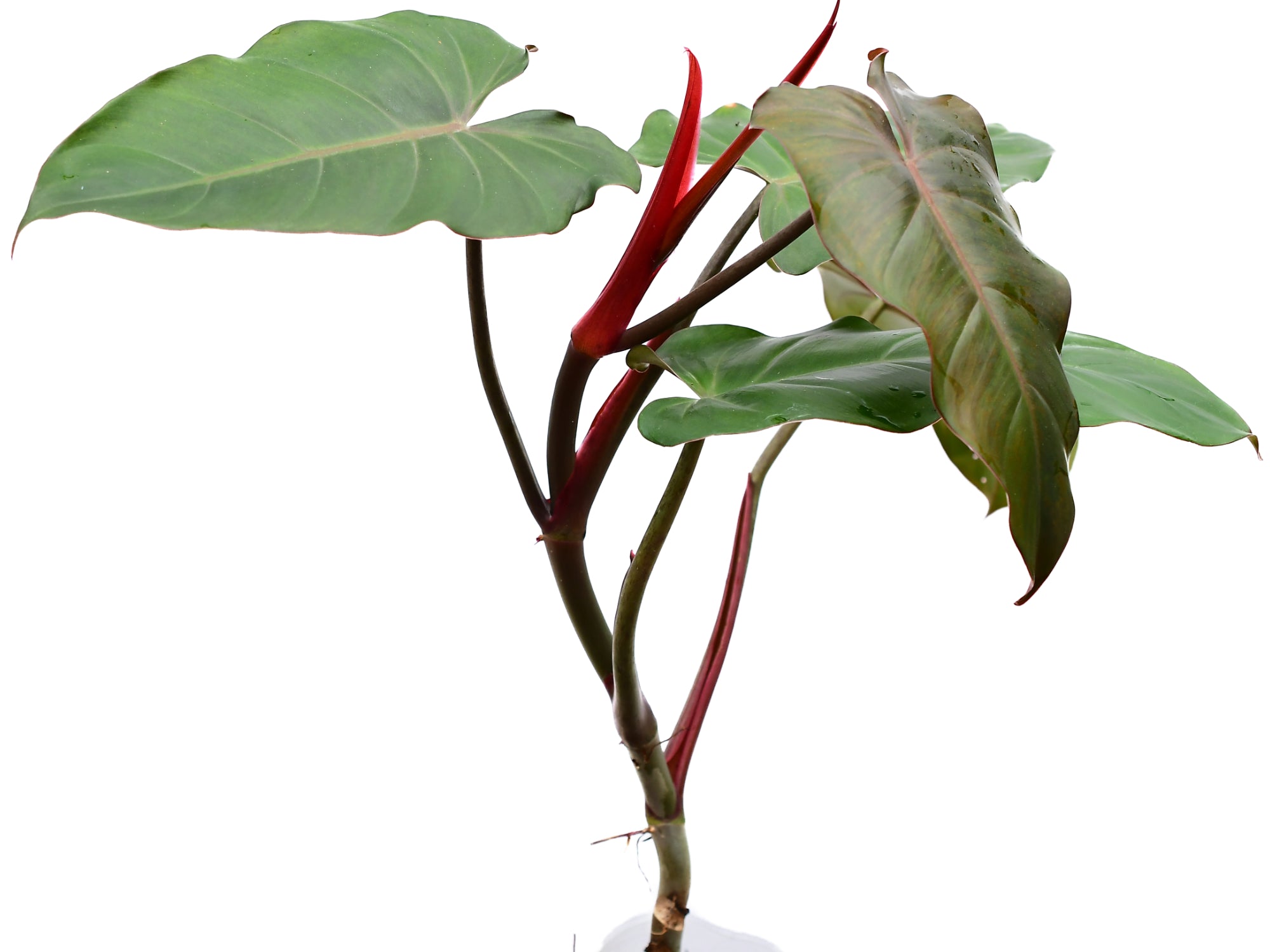 Philodendron erubescens chocolate — Ecuagenera Orquídeas del Ecuador