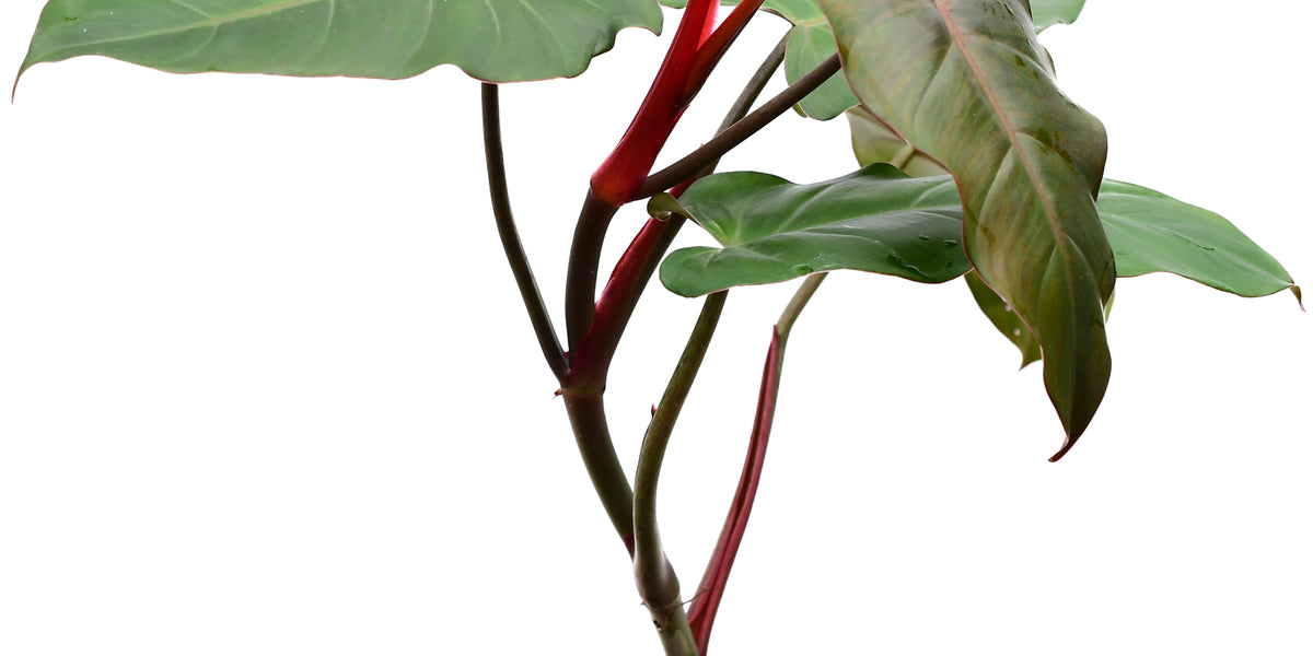 philodendron erubescens burgundy Philodendron erubescens chocolate — Ecuagenera Orquídeas del Ecuador