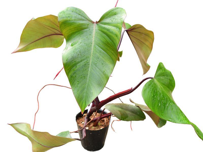 Philodendron erubescens 'Shake'