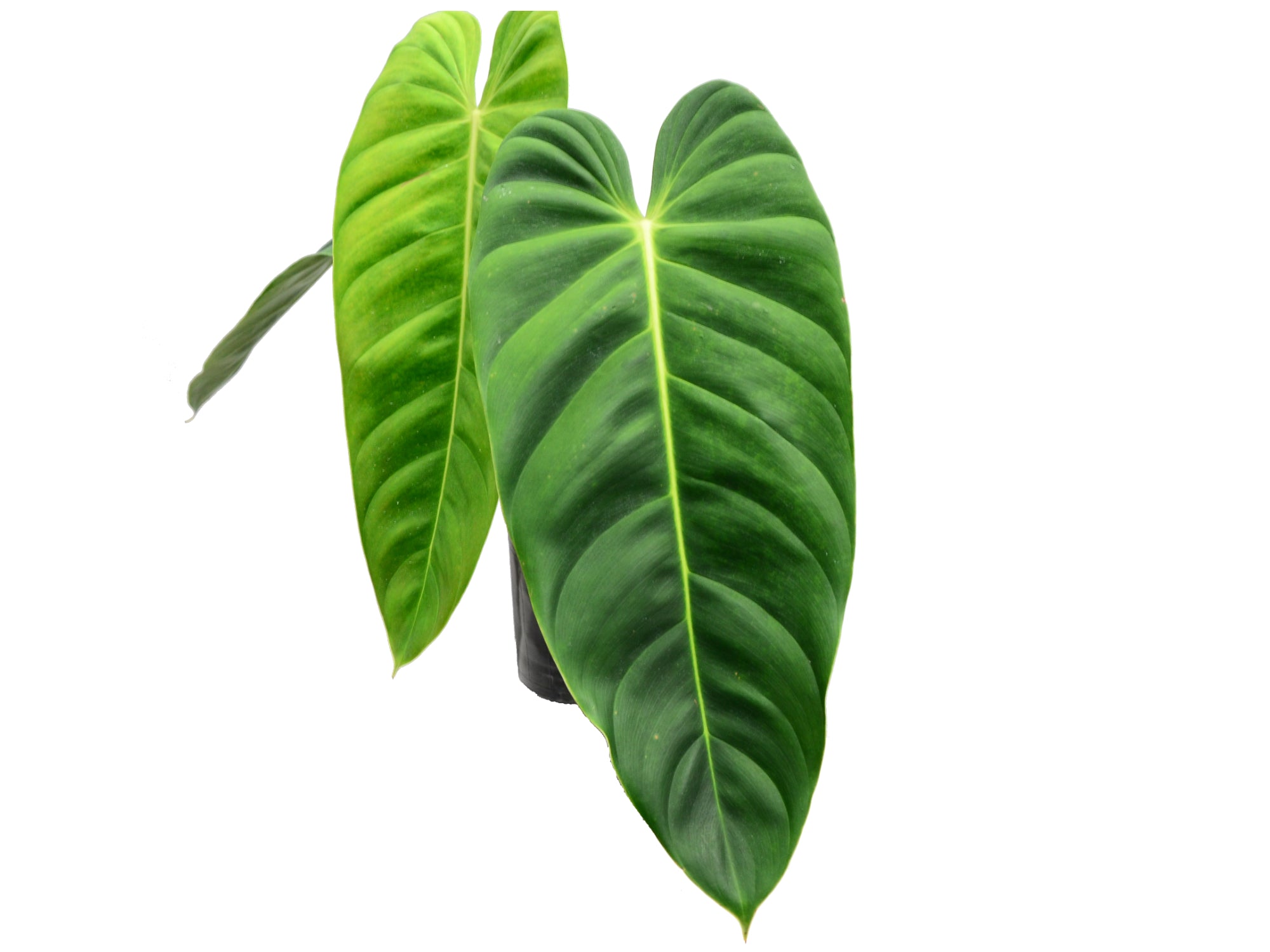 esmeraldense philodendron Philodendron esmeraldense