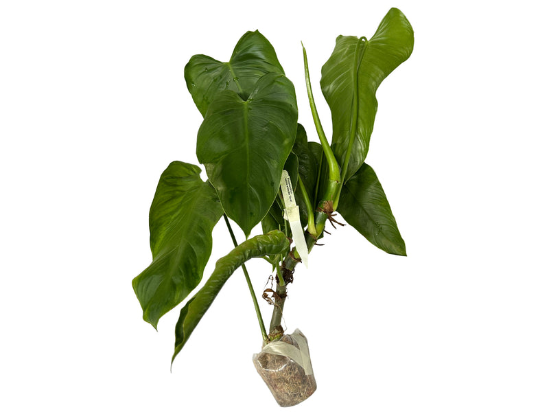 esmeraldense philodendron Philodendron esmeraldense 'Goat' — Ecuagenera Orquídeas del Ecuador