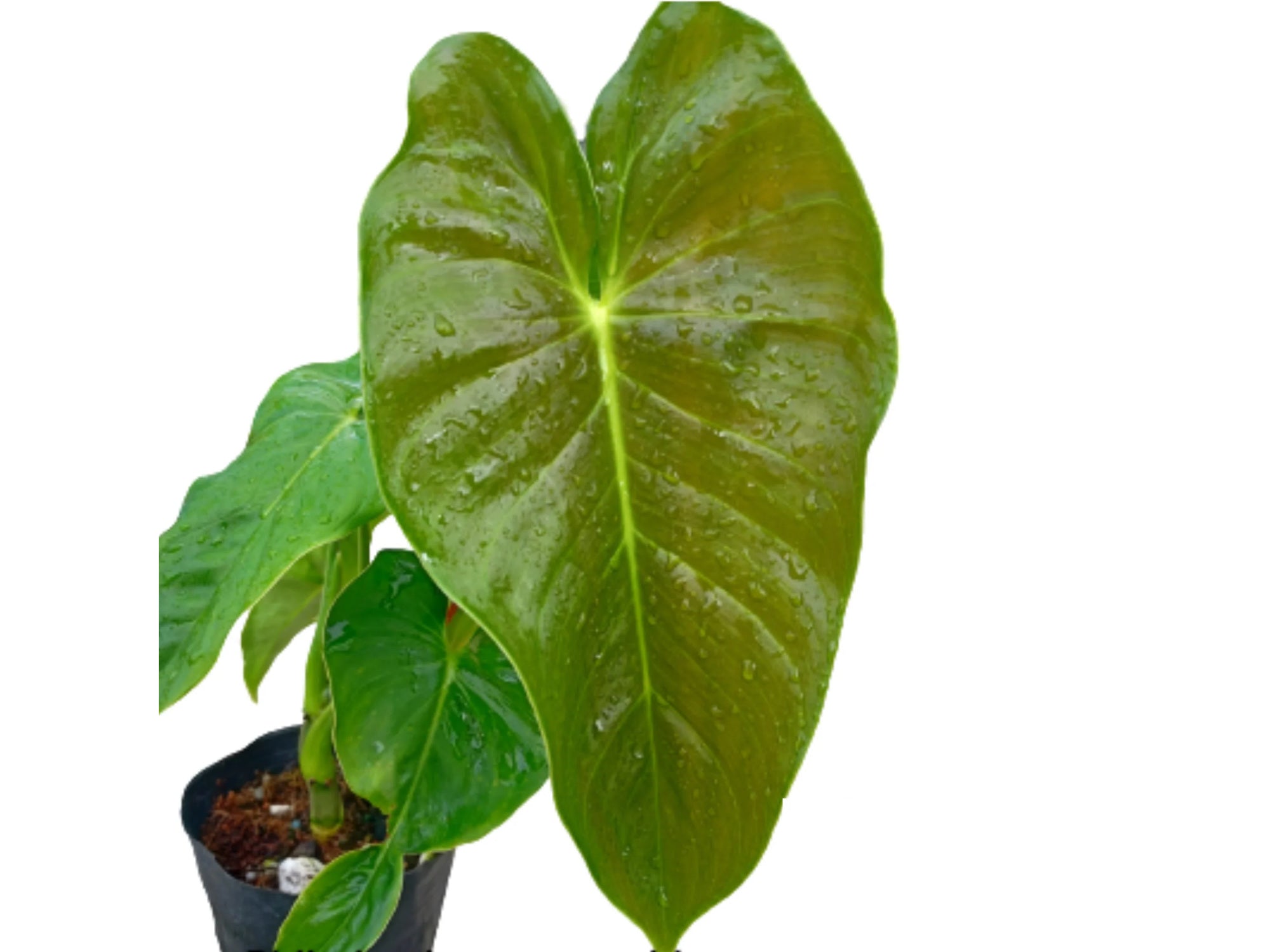 Philodendron esmeraldense 'Goat'