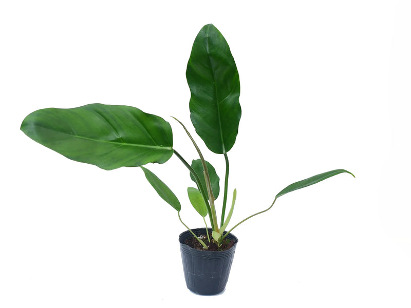 philodendron emeraldense Philodendron esmeraldense narrow x Philodendron tortum