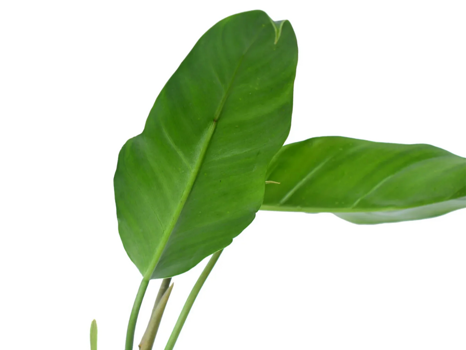 Philodendron esmeraldense narrow x Philodendron tortum