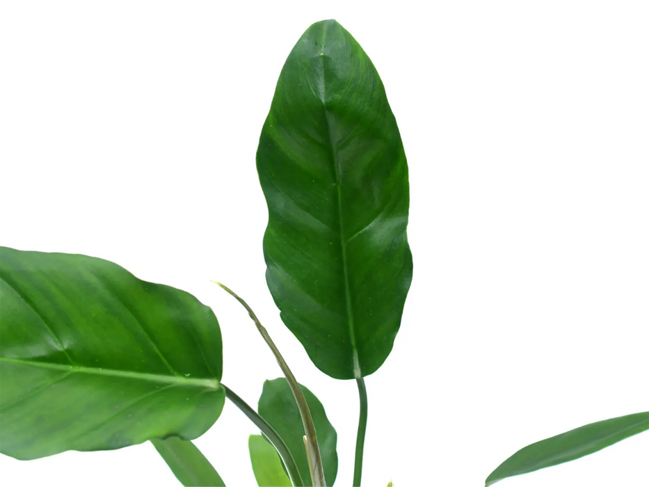 Philodendron esmeraldense narrow x Philodendron tortum