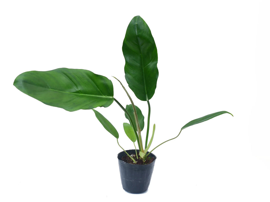 Philodendron esmeraldense narrow x Philodendron tortum