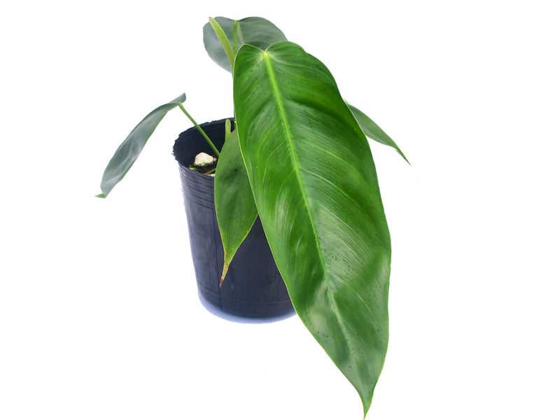 philodendron esmeraldense vs patriciae Philodendron esmeraldense x Philodendron patriciae — Ecuagenera Orquídeas del Ecuador