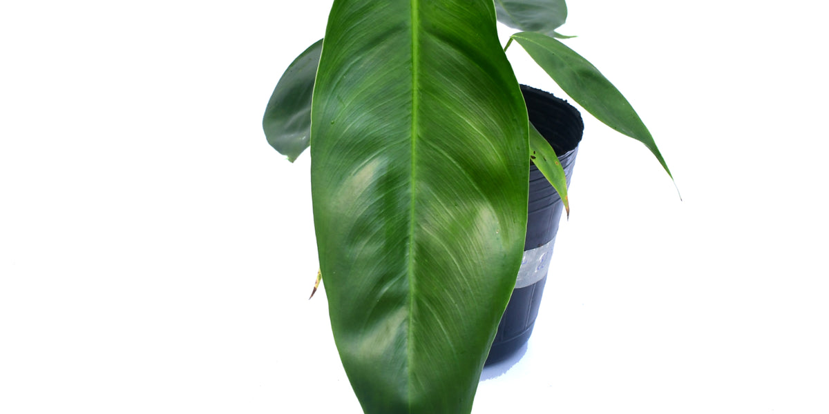 philodendron patriciae esmeraldas Philodendron esmeraldense x Philodendron patriciae — Ecuagenera Orquídeas  del Ecuador