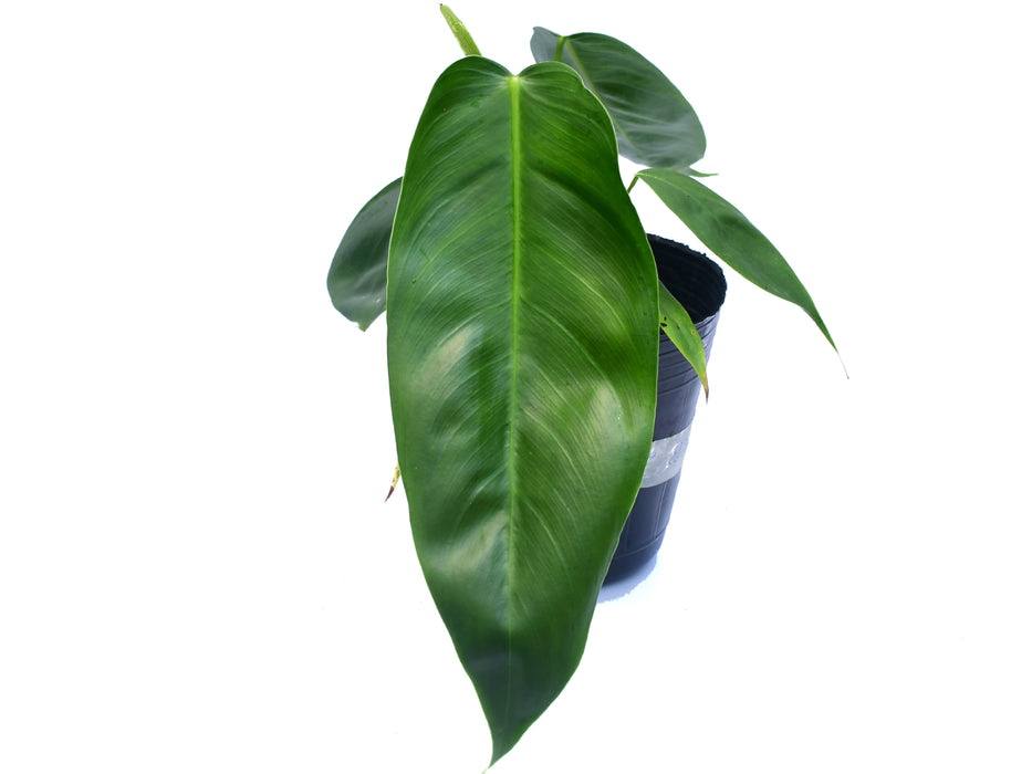 Philodendron esmeraldense x Phi. patriciae